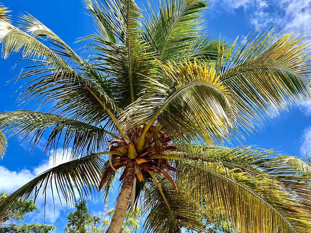 Palmier sous le ciel bleu de Saint-Barthélemy