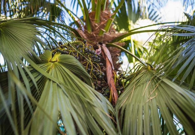 Villa a Saint Barthélemy - La villa ACAÏ offre une vue imprenable à Saint Barthelemy Villa a Saint Barthélemy - La villa ACAÏ offre une vue imprenable à Saint Barthelemy