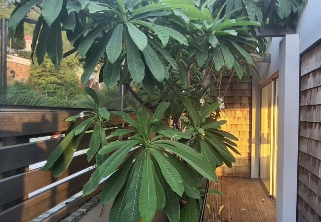 Appartamento a Saint Barthélemy - Appartement luxueux surplombant Gustavia Appartamento a Saint Barthélemy - Appartement luxueux surplombant Gustavia