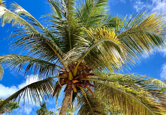 Coconut tree of the villa Daouet in St Barth. Coconut tree of the villa Daouet in St Barth on a background of blue sky.